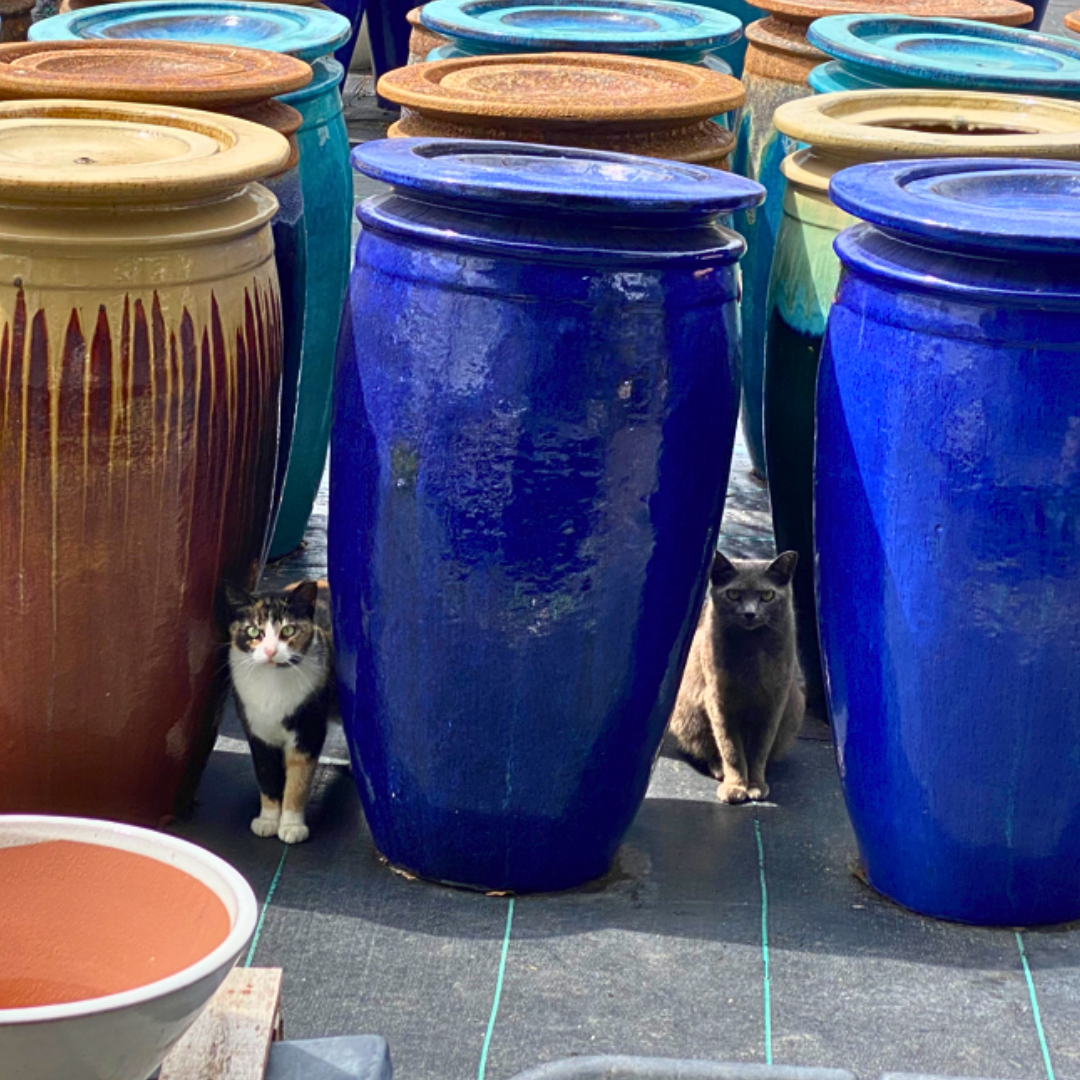 Meet our CFOs (Chief Feline Officers)