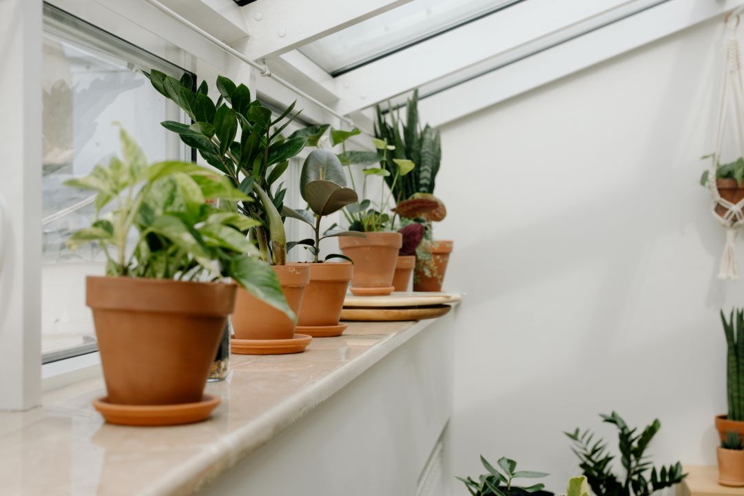 A row of potted houseplants in terracotta pots sits on a windowsill in a bright room with skylights.