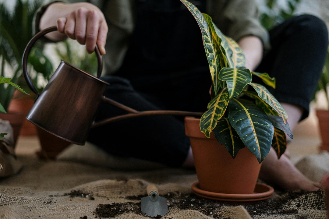 A person waters a potted plant with a copper watering can, surrounded by soil.