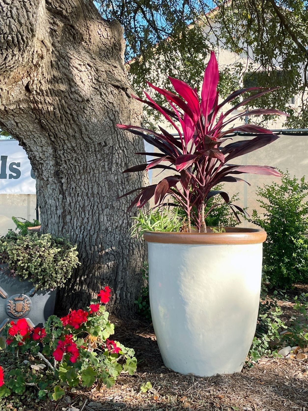 Modern plant pot available for rent