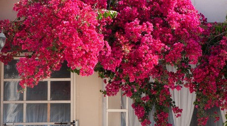 What are the Best Low Maintenance Climbing Plants That Even Beginner Plant Parents can Master?