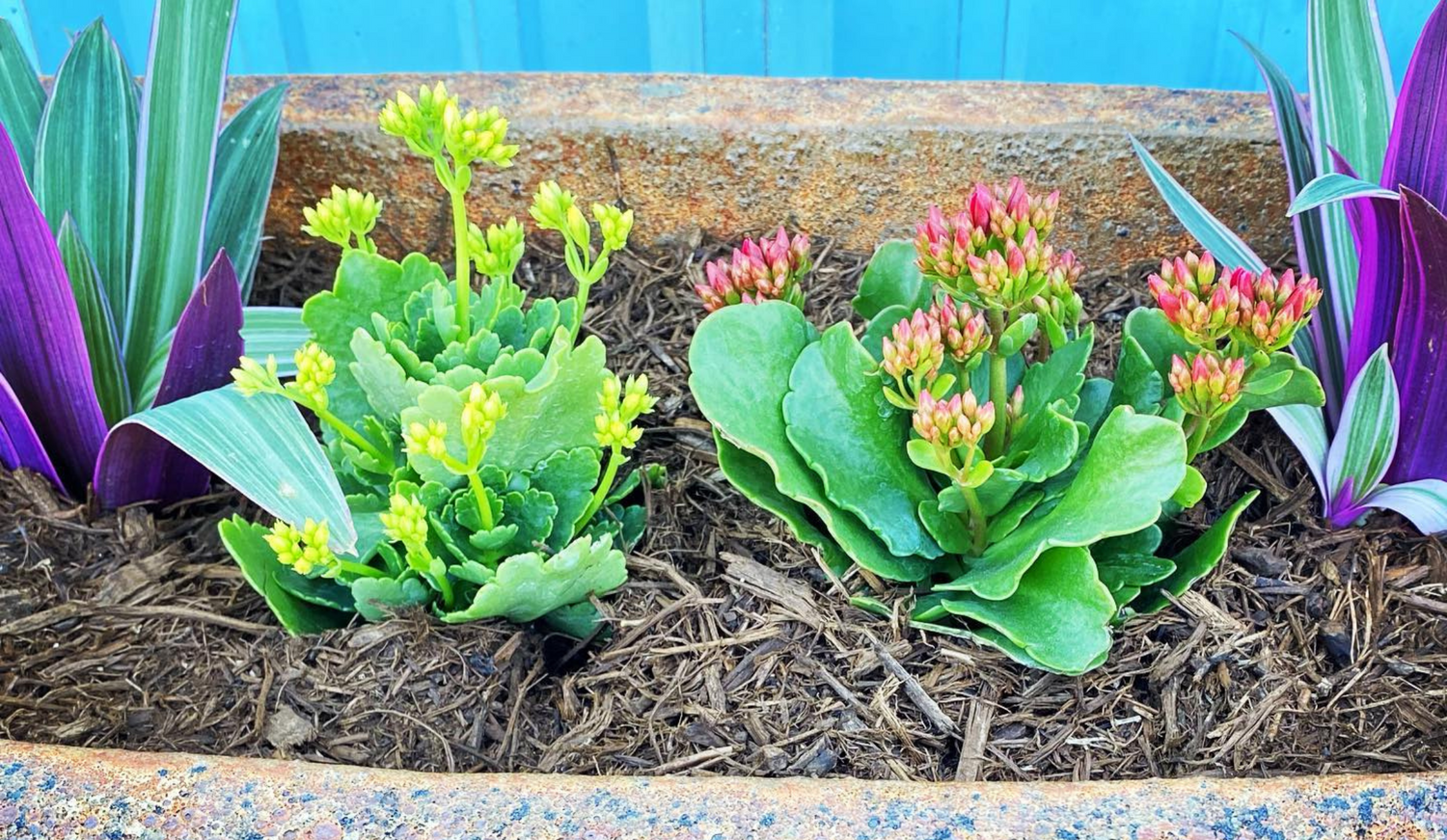 Growing Coastal Gardens with Potted Plants