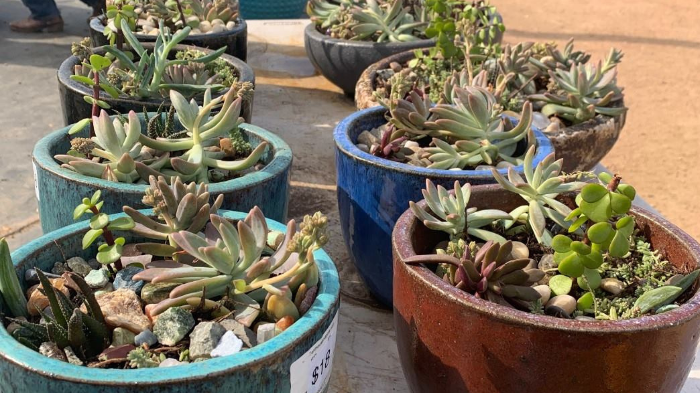 Eco-Friendly Gifting: Succulent Pots for Christmas