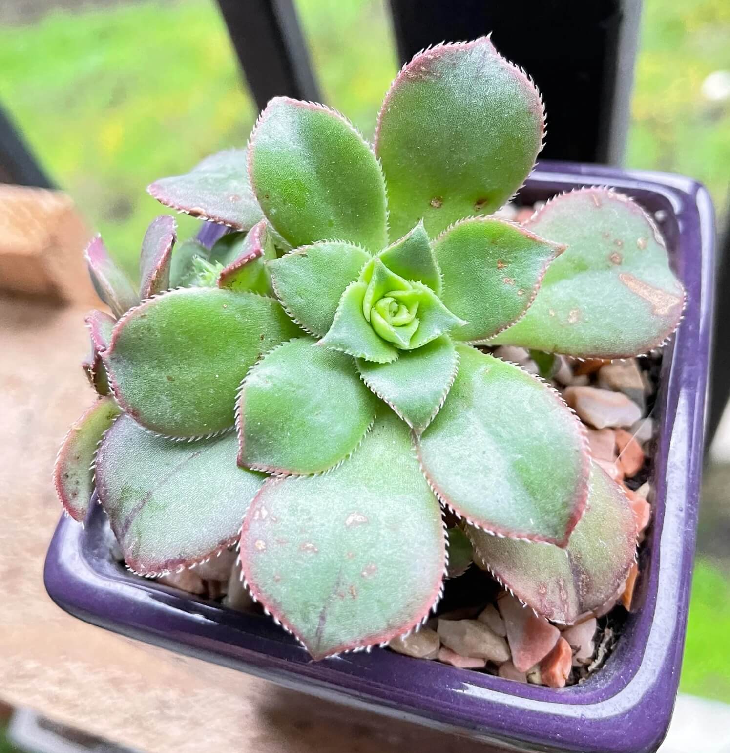 Aeonium succulent with lush green leaves in a simple ceramic pot