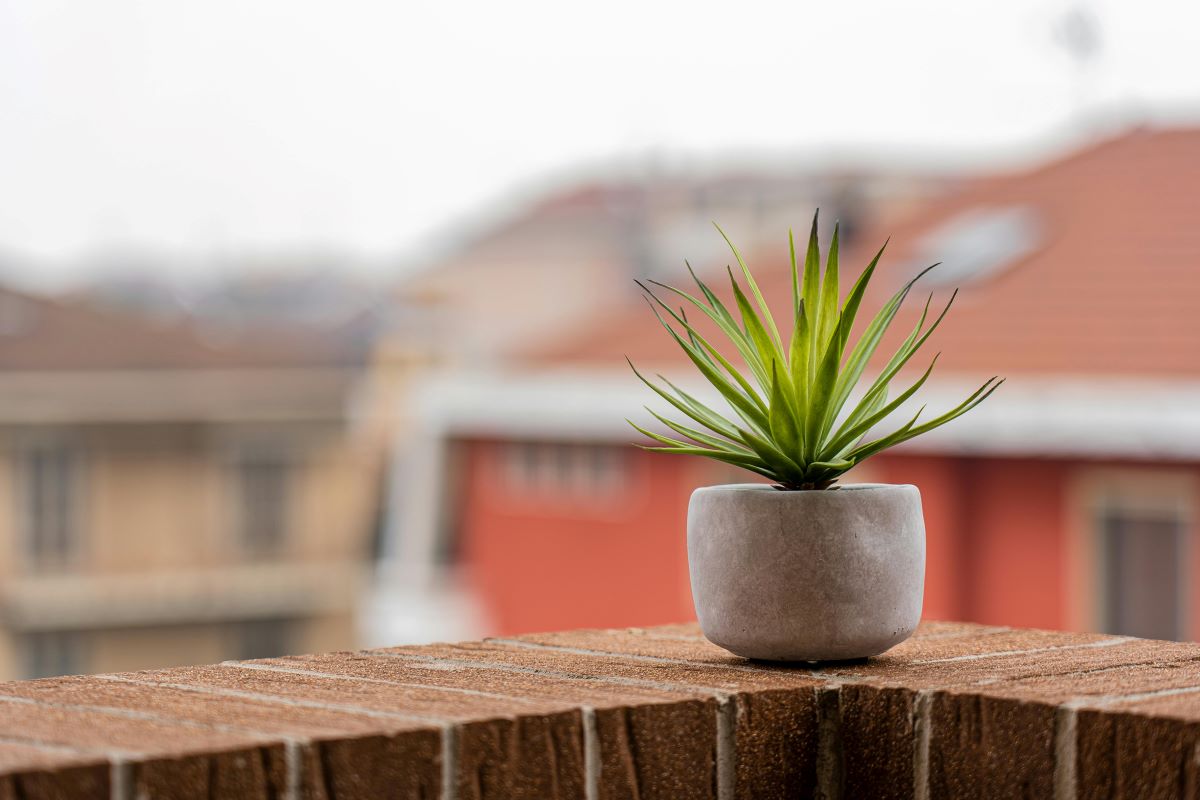 Succulent Plant on Top of Brick Surface