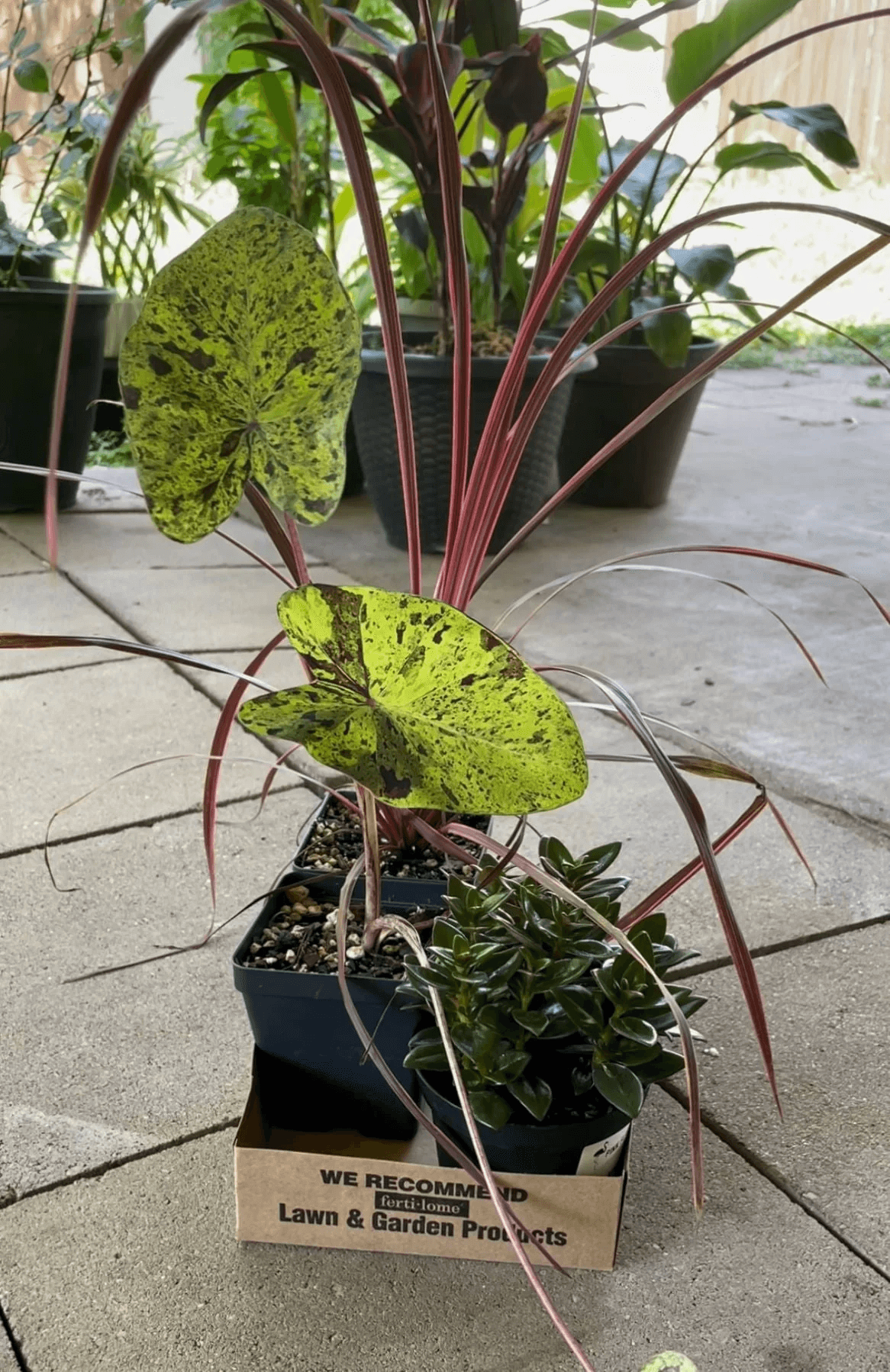 Best plants for kitchen that bring fresh greenery vibe