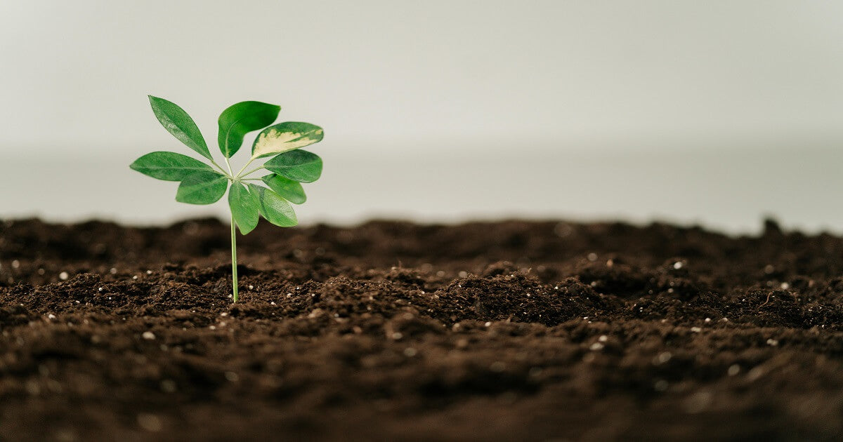 healthy soil ideal for growing plants