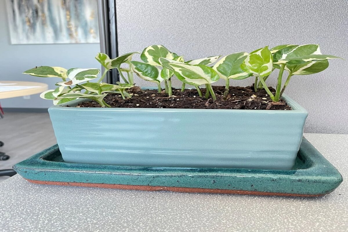 light blue ceramic pot with plant saucer