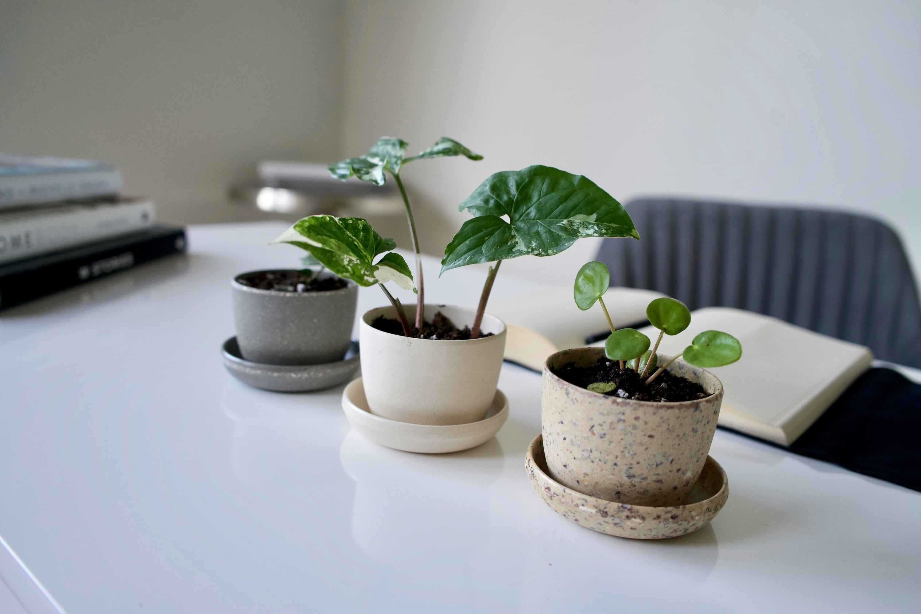 Ceramic Plant Saucers 101: Benefits, Sizing & Styling