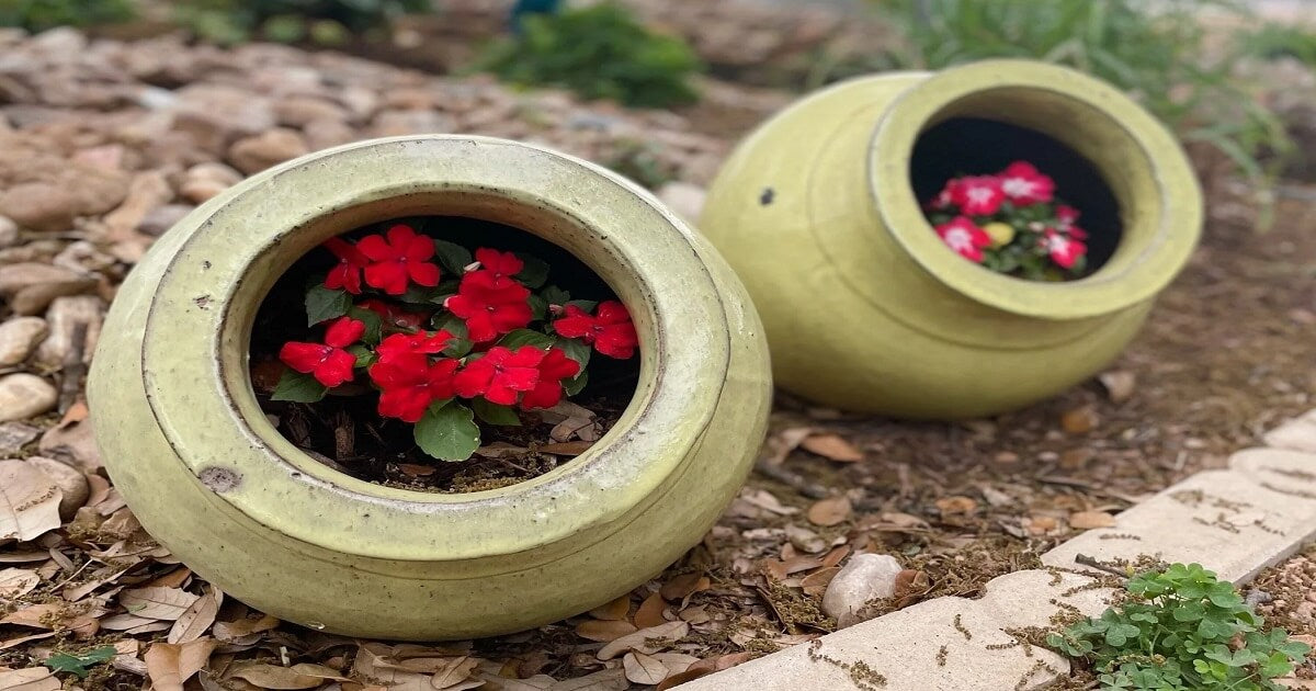 Perennial flowers that bloom all summer with vibrant color and thrive in heat