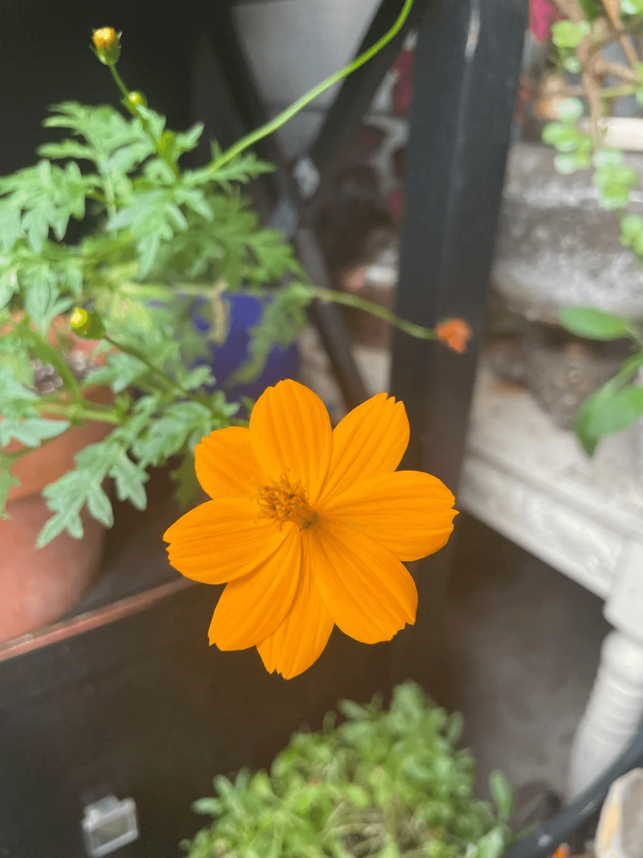 Best fast-growing annual flowers that bloom beautifully once a year