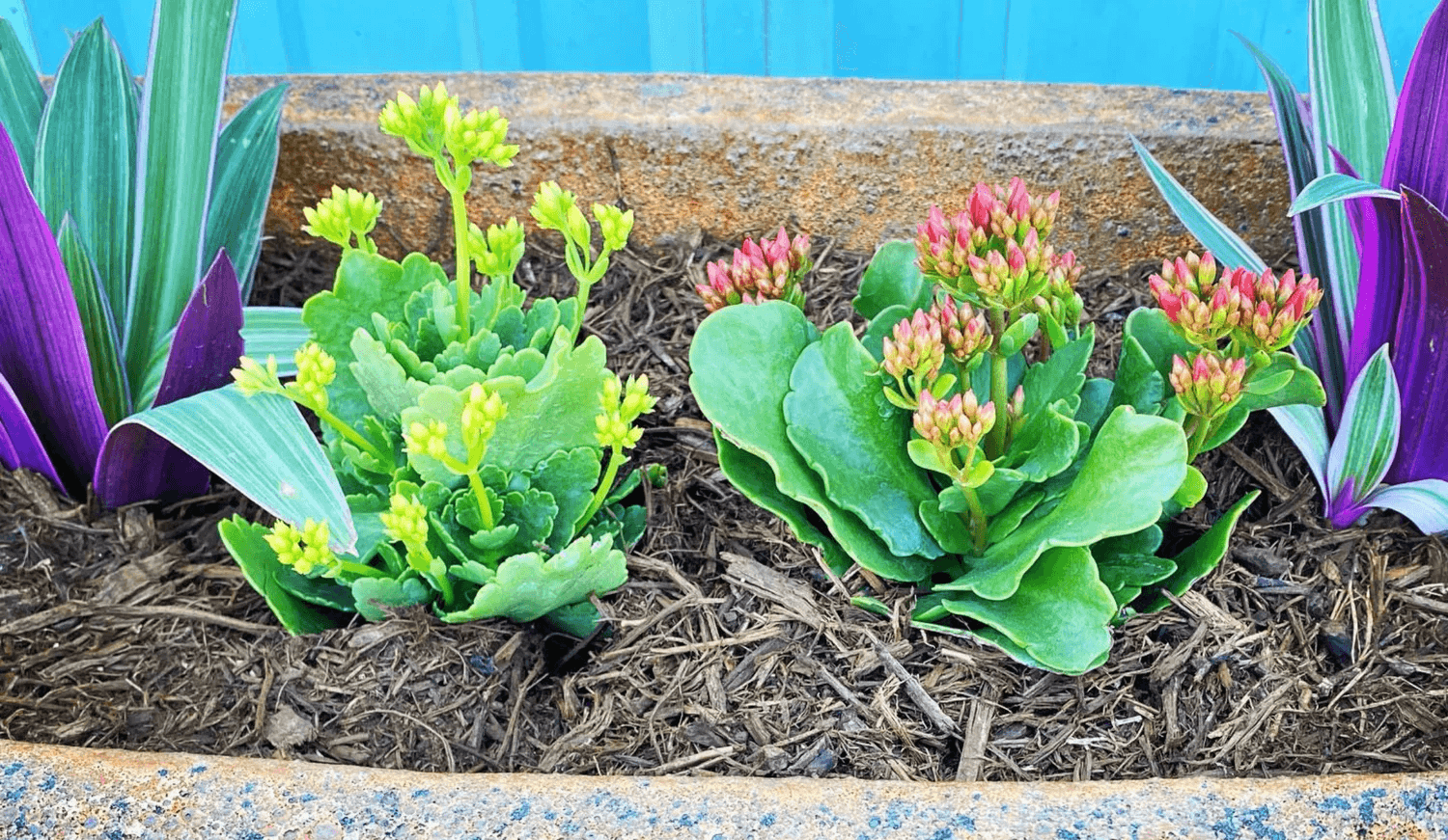 Decorative coastal plants in pots
