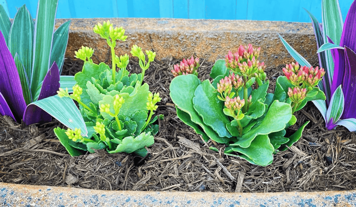 Decorative coastal plants in pots