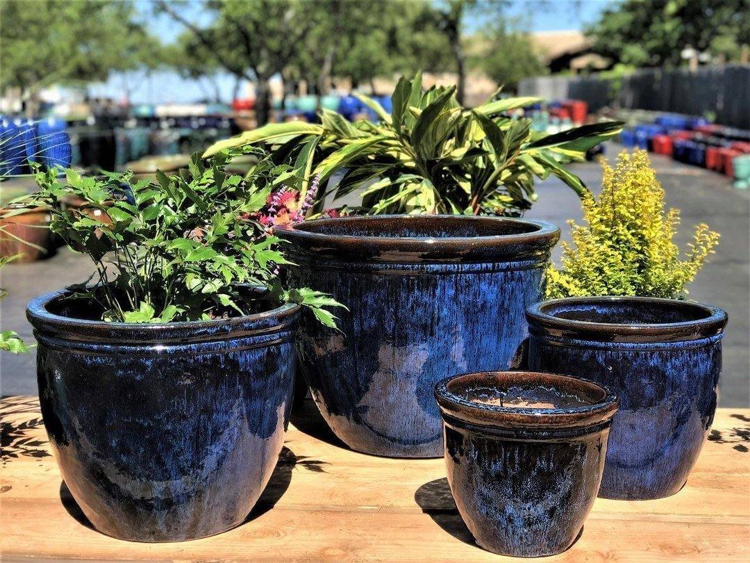 lush green plants in a stylish blue ceramic pot perfect gift for plant lovers