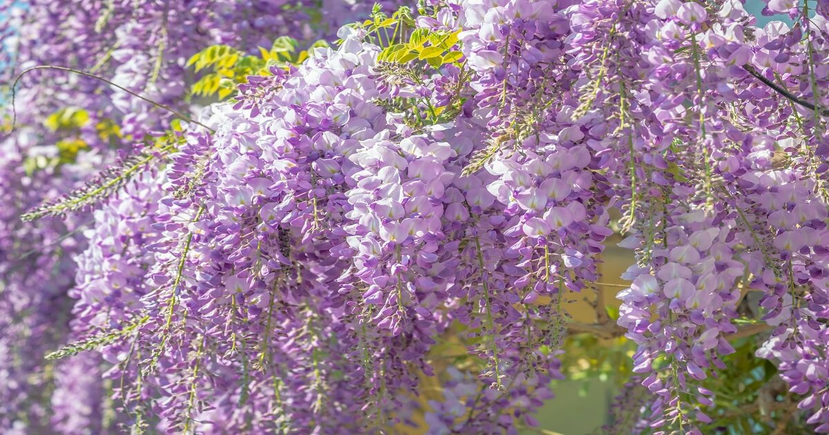 Formidable and low-maintenance climbing plants that add effortless charm to any garden