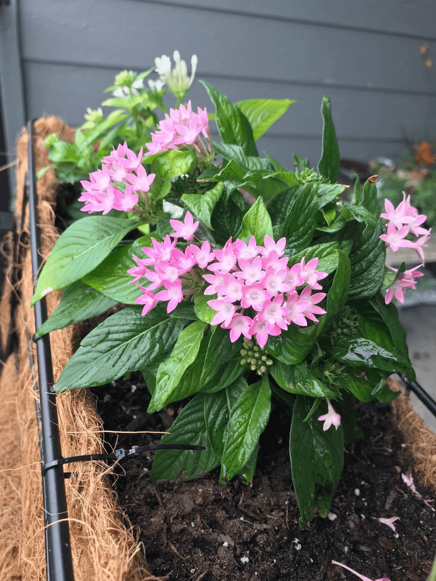 Pentas lanceolata with clusters of star-shaped pink flowers in full bloom