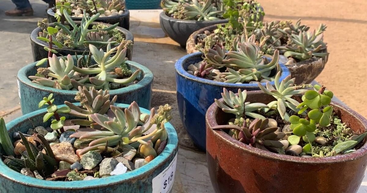 succulent plants perfect for holiday gifting