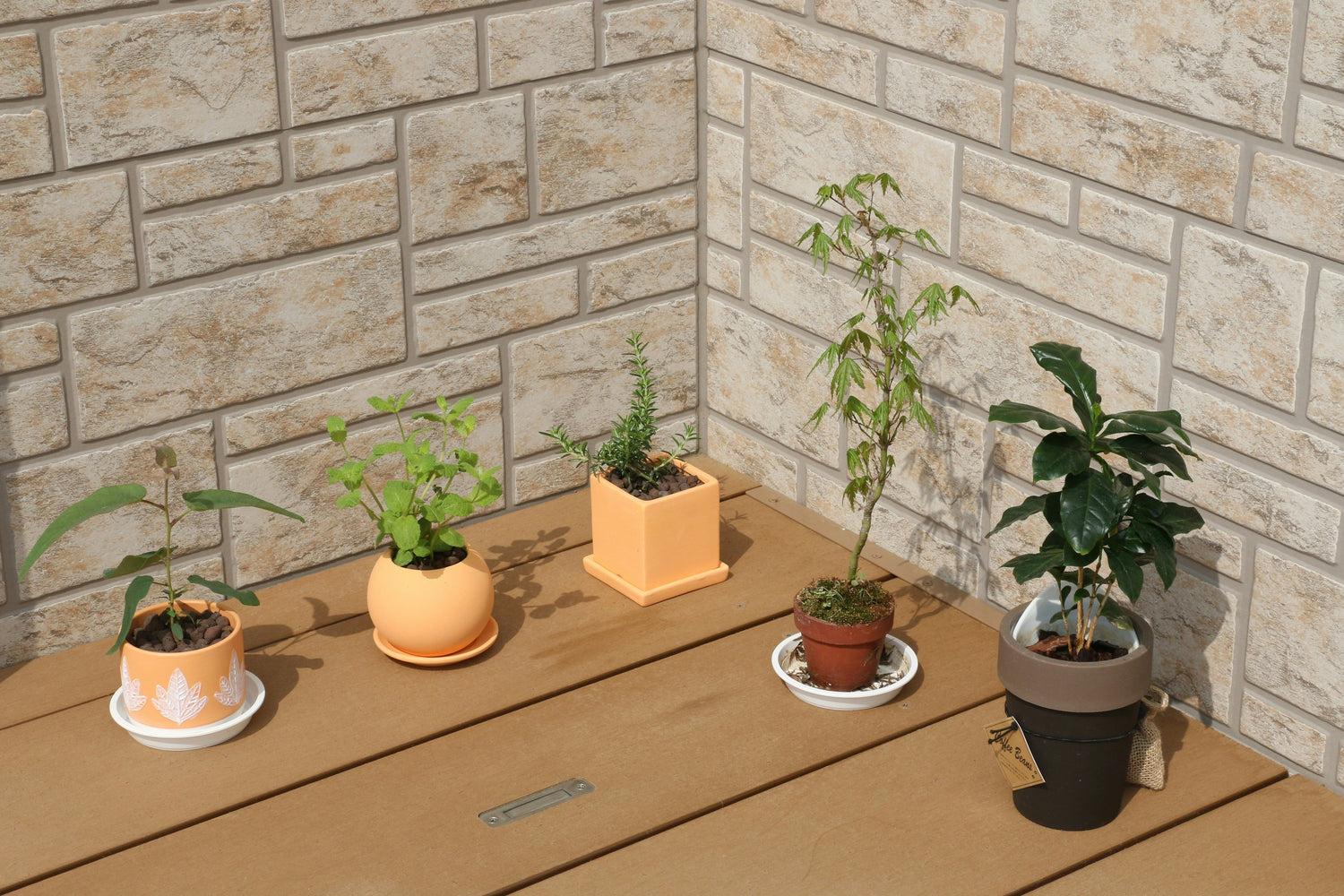 What Are Plant Saucers For?
