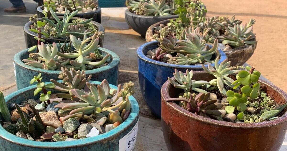 Collection of succulents in simple ceramic pots